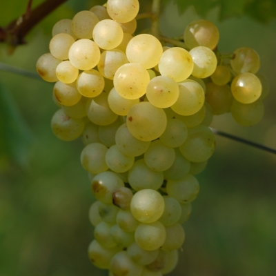 weisser Heunisch ANT 0509 (14)